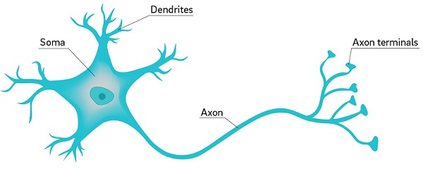 Neuron